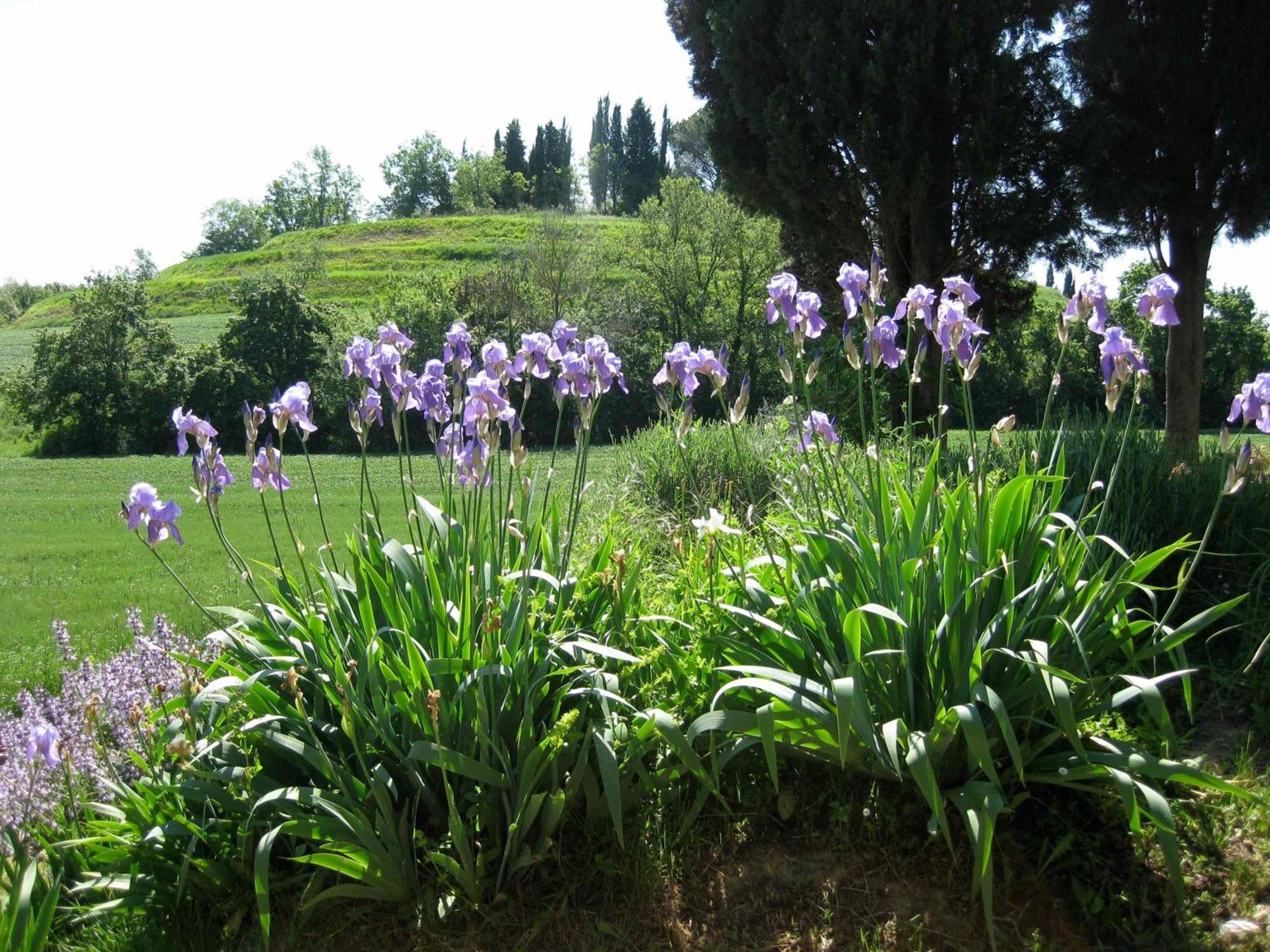 Agriturismo Il Caio Villa Cetona Esterno foto