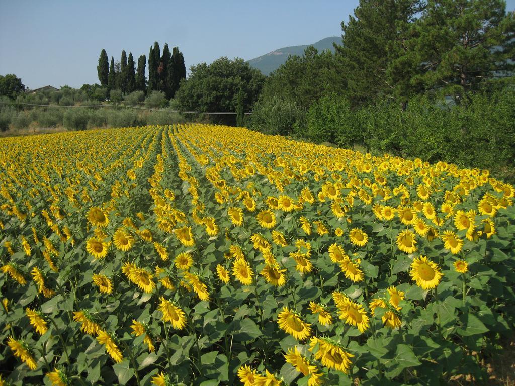 Agriturismo Il Caio Villa Cetona Esterno foto